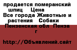 продается померанский шпиц  › Цена ­ 35 000 - Все города Животные и растения » Собаки   . Пензенская обл.,Пенза г.